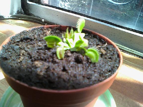 [Foto de planta, jardin, jardineria]