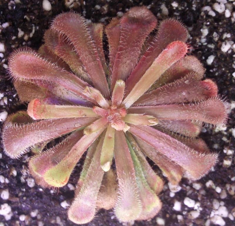 [Foto de planta, jardin, jardineria]