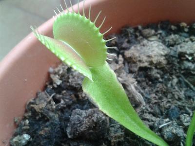 [Foto de planta, jardin, jardineria]
