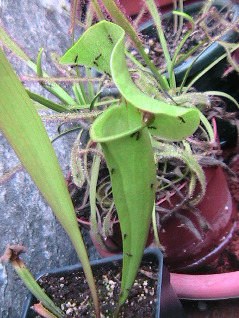 [Foto de planta, jardin, jardineria]