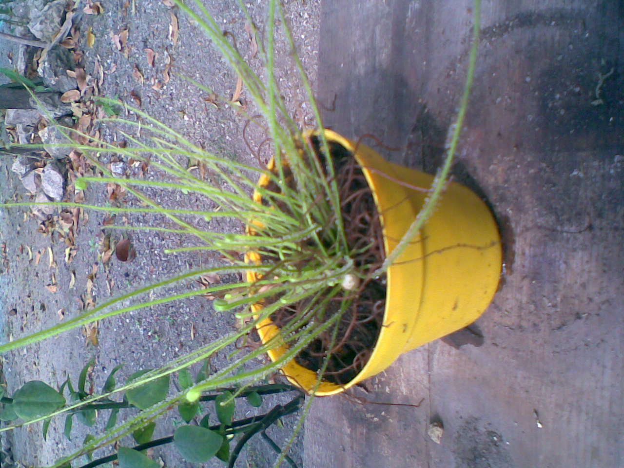 [Foto de planta, jardin, jardineria]