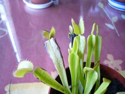 [Foto de planta, jardin, jardineria]