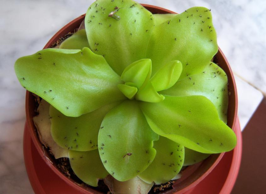 [Foto de planta, jardin, jardineria]