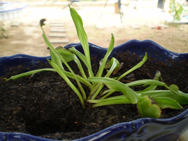 [Foto de planta, jardin, jardineria]