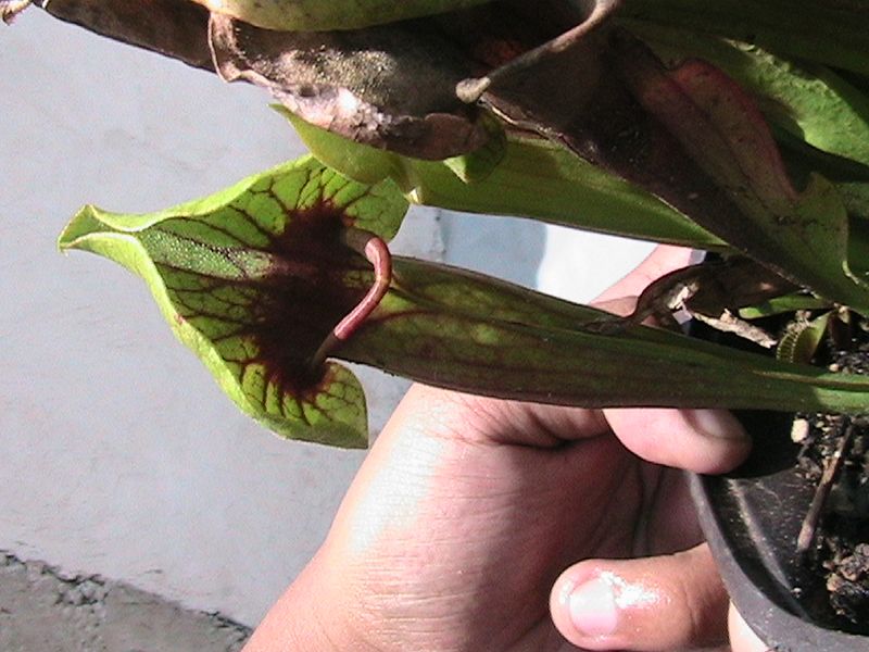 [Foto de planta, jardin, jardineria]
