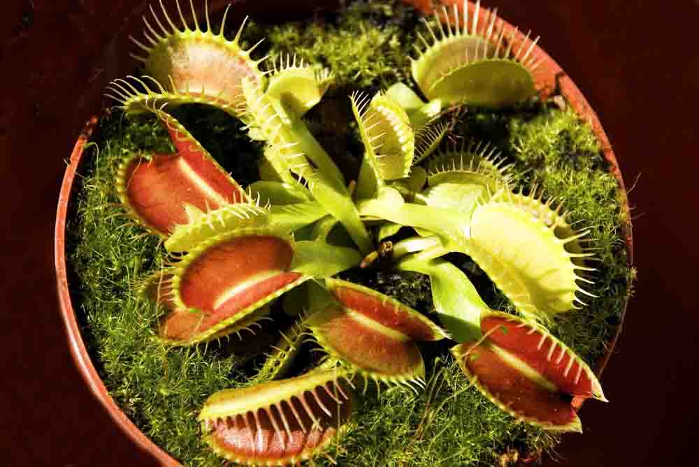 [Foto de planta, jardin, jardineria]