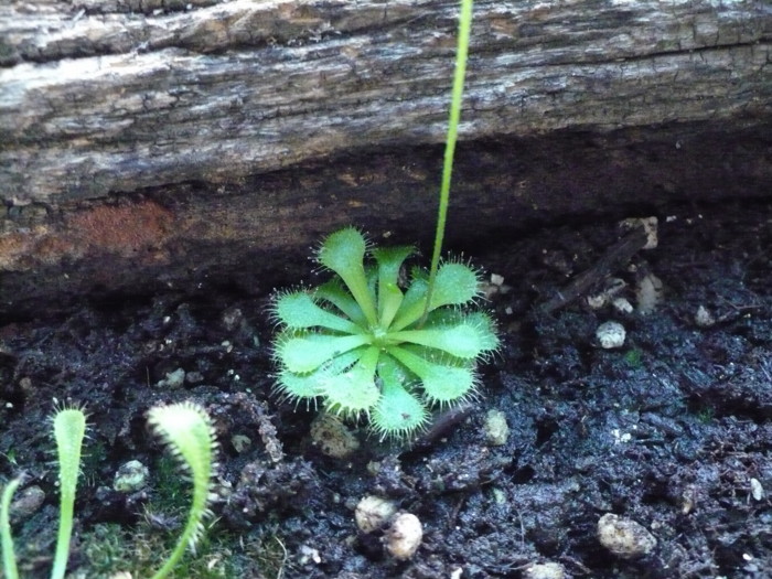 [Foto de planta, jardin, jardineria]