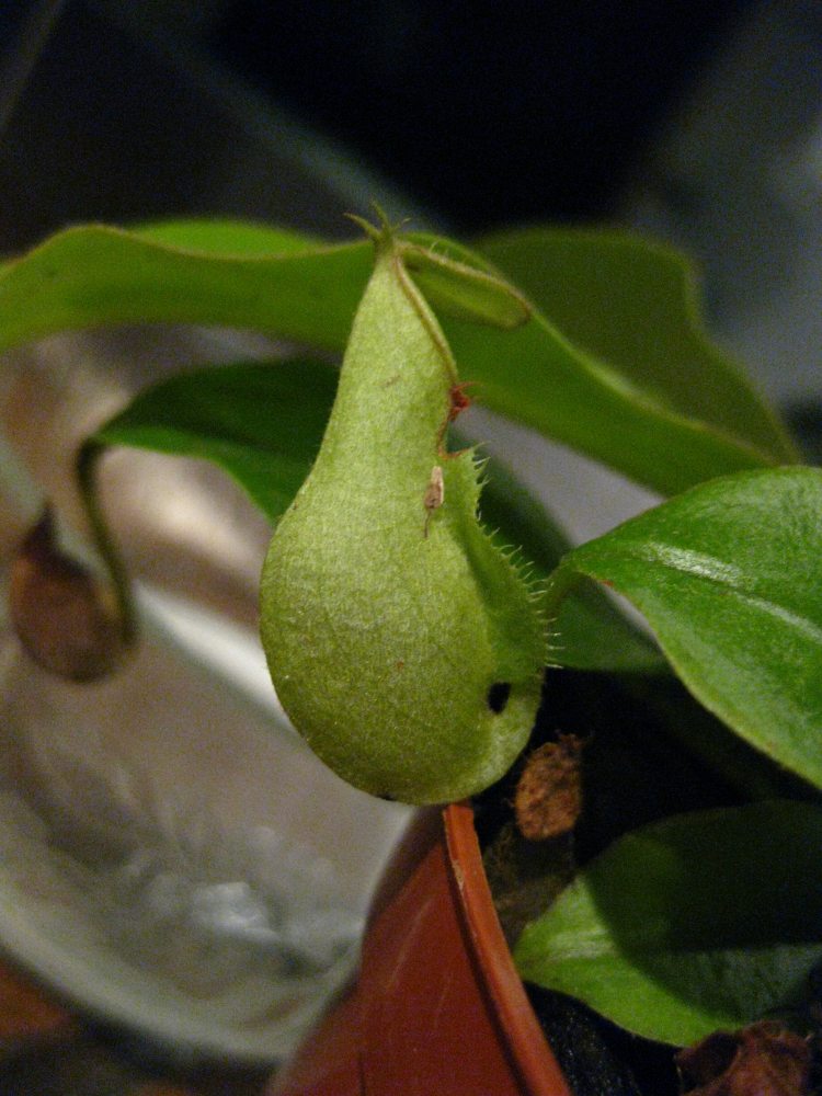 [Foto de planta, jardin, jardineria]