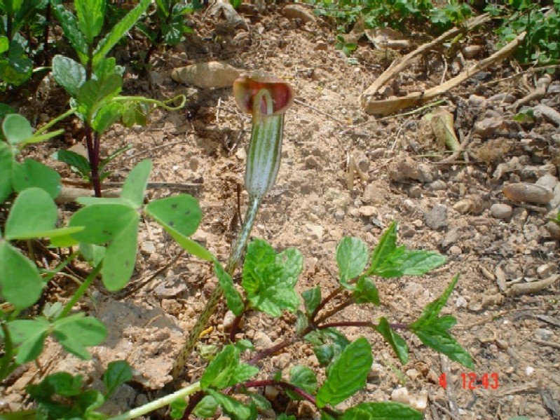 [Foto de planta, jardin, jardineria]