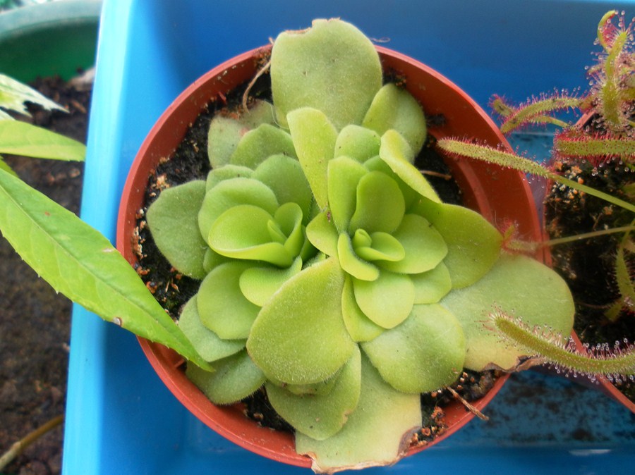 [Foto de planta, jardin, jardineria]