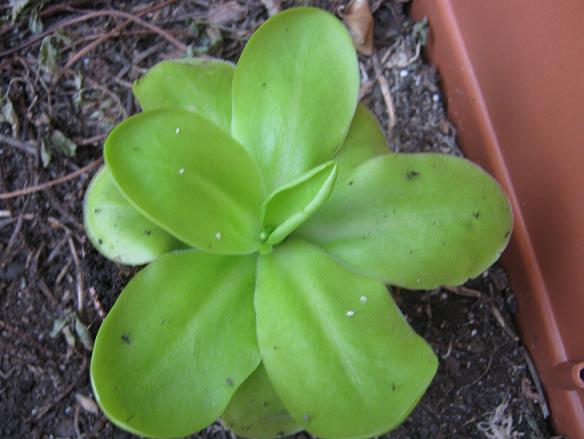 [Foto de planta, jardin, jardineria]