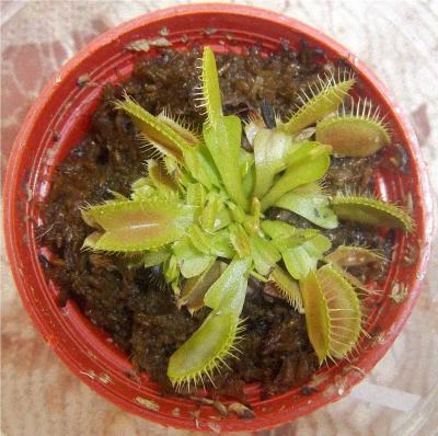 [Foto de planta, jardin, jardineria]