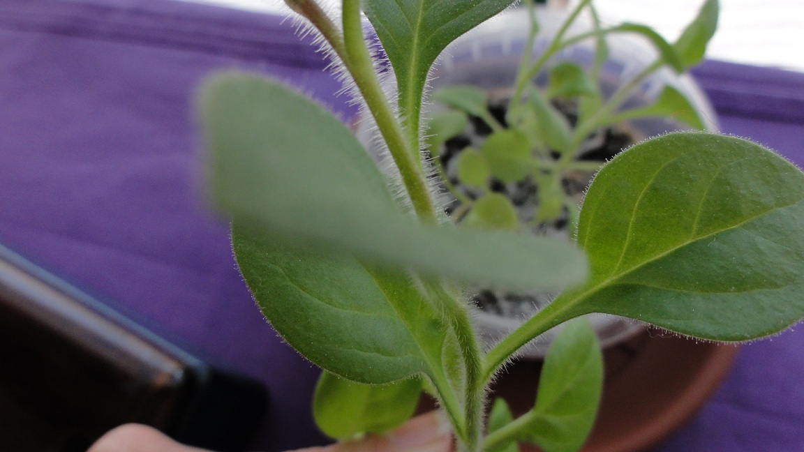 [Foto de planta, jardin, jardineria]