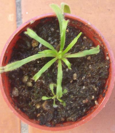 [Foto de planta, jardin, jardineria]