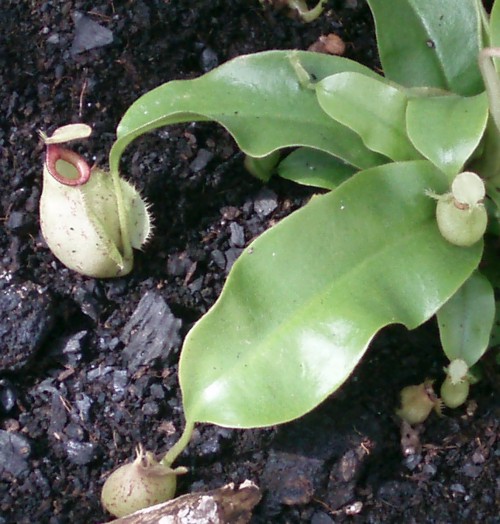 [Foto de planta, jardin, jardineria]