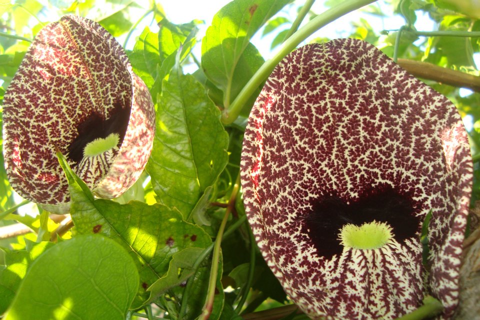 [Foto de planta, jardin, jardineria]