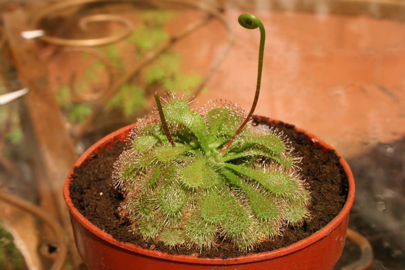 [Foto de planta, jardin, jardineria]