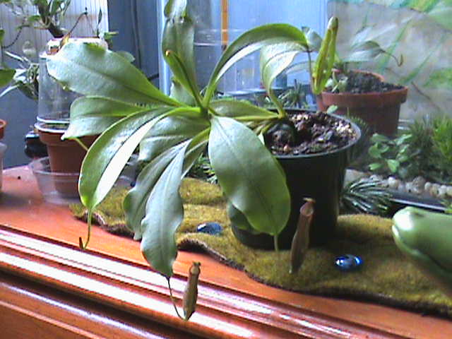 [Foto de planta, jardin, jardineria]