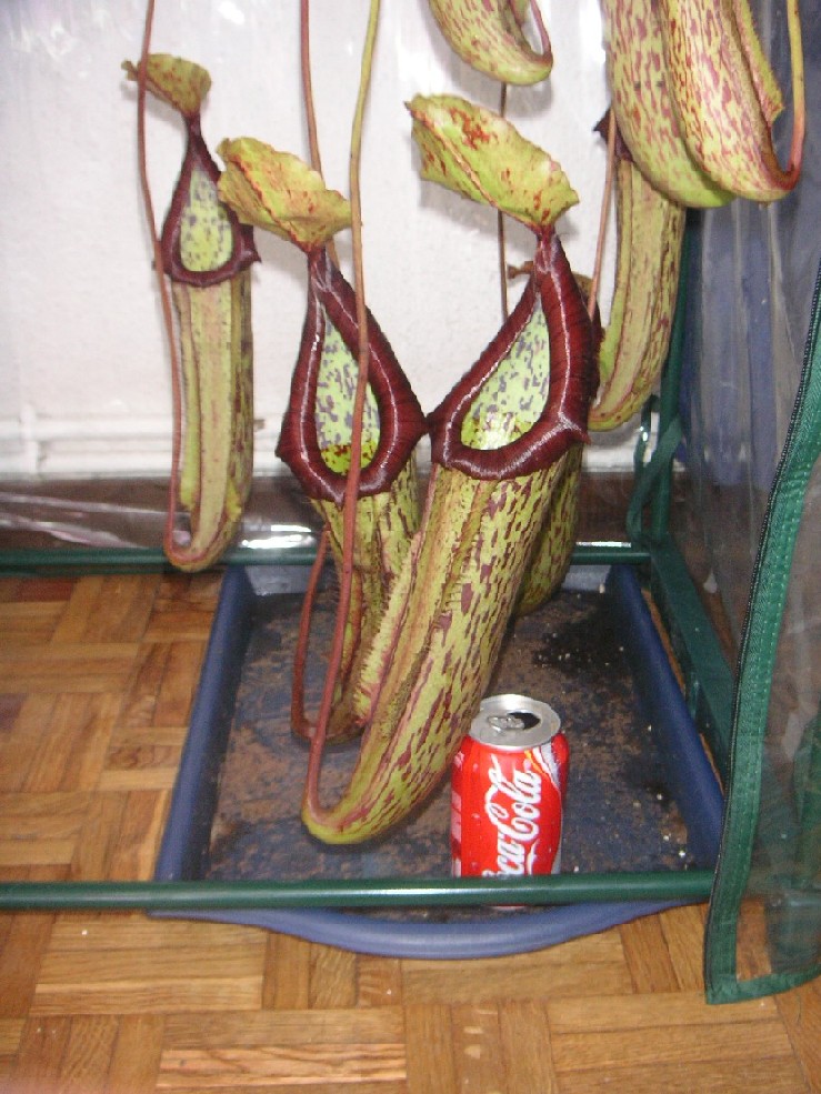 [Foto de planta, jardin, jardineria]