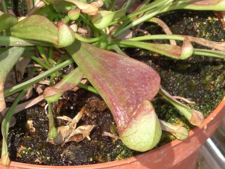 [Foto de planta, jardin, jardineria]