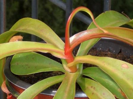[Foto de planta, jardin, jardineria]