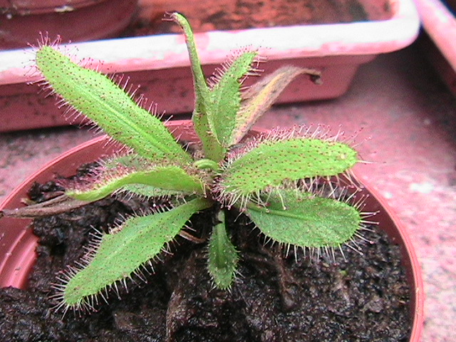 [Foto de planta, jardin, jardineria]