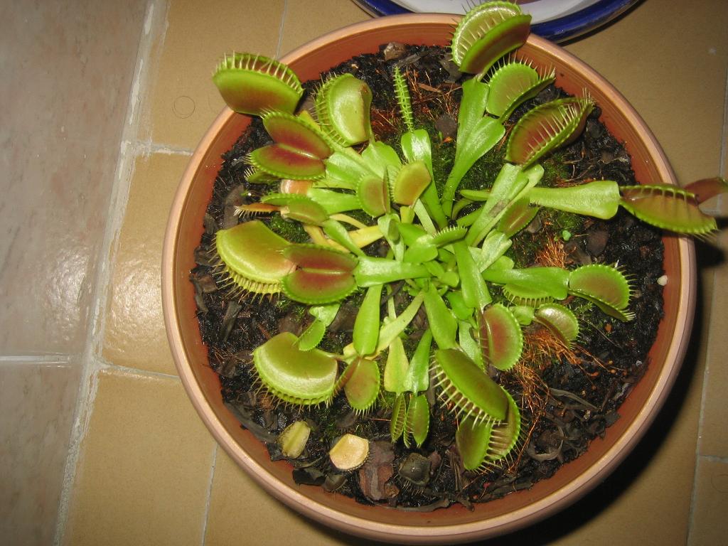 [Foto de planta, jardin, jardineria]