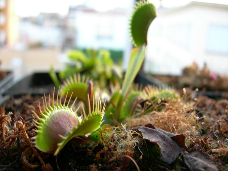 [Foto de planta, jardin, jardineria]