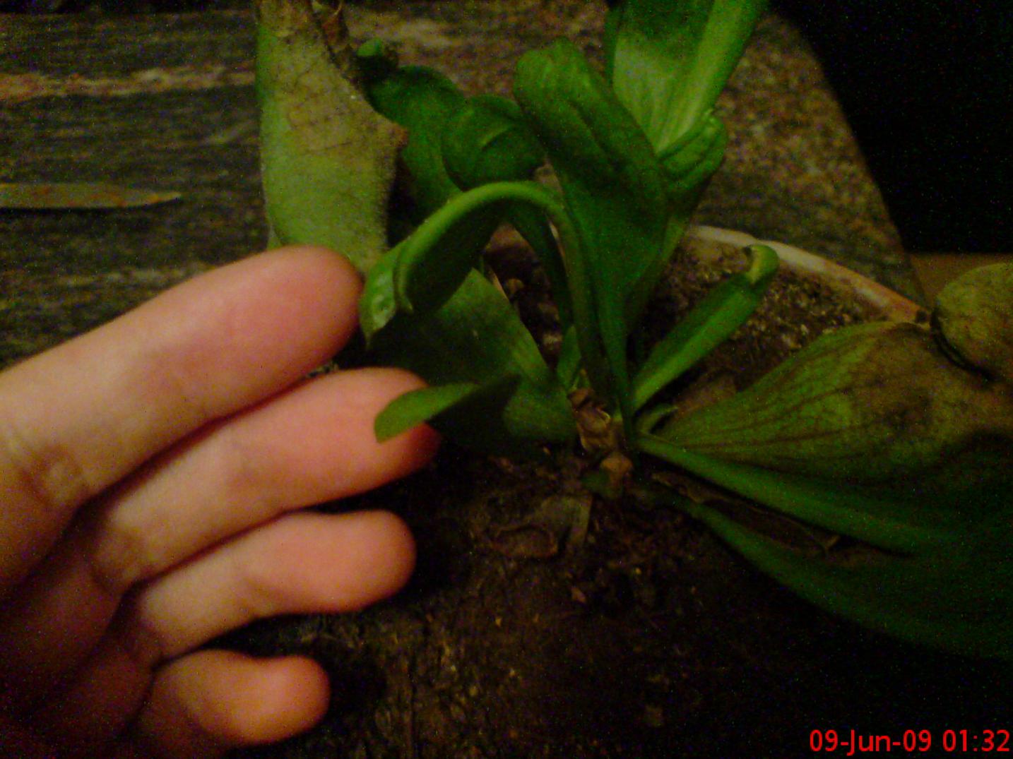 [Foto de planta, jardin, jardineria]