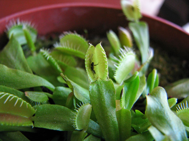 [Foto de planta, jardin, jardineria]
