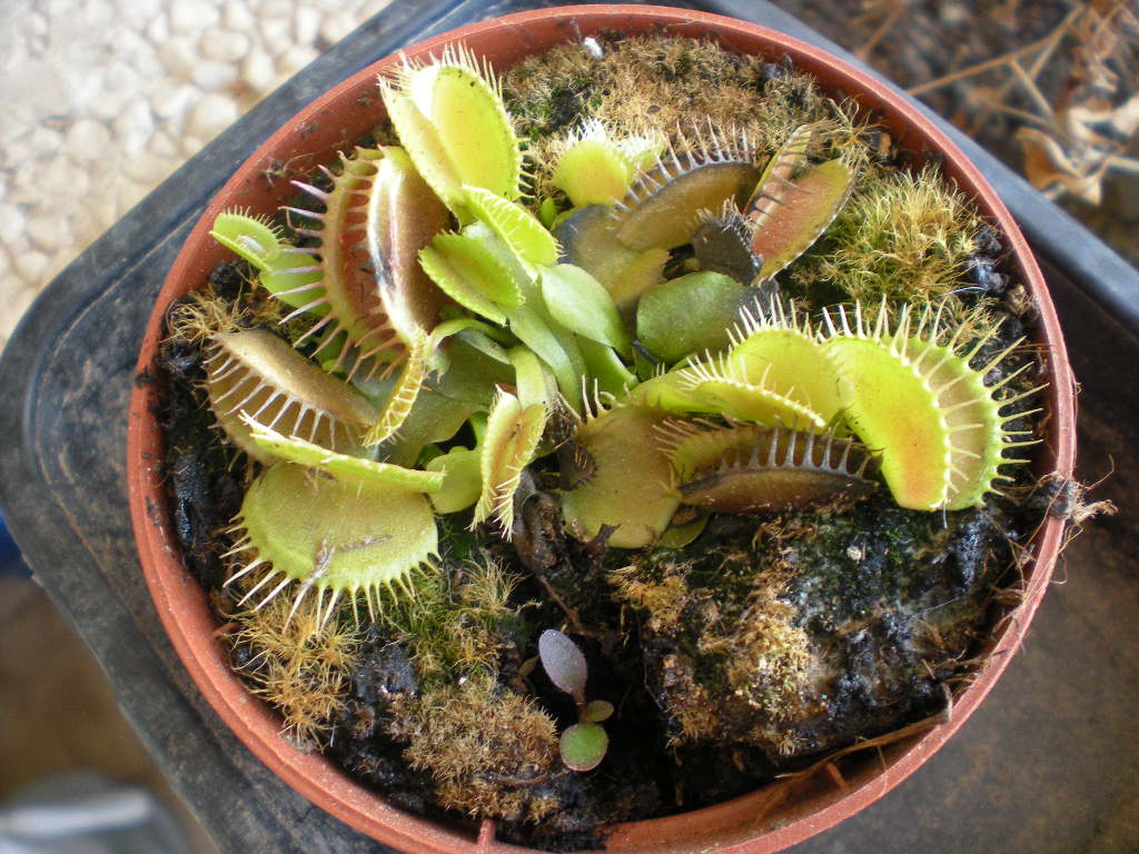 [Foto de planta, jardin, jardineria]
