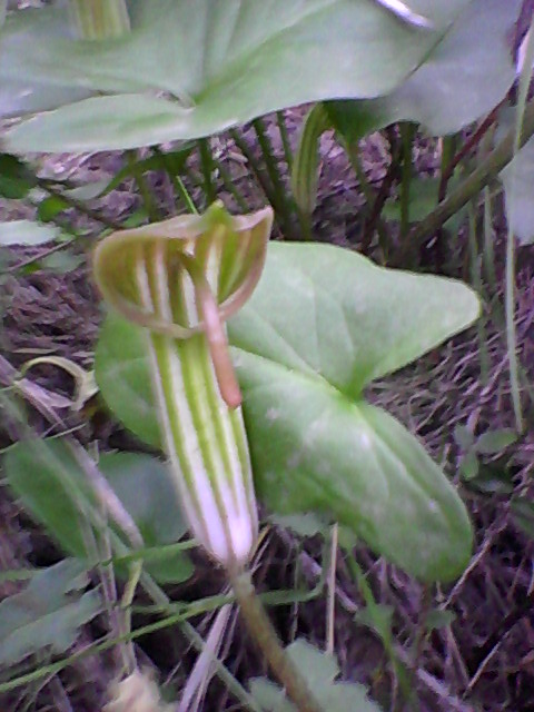 [Foto de planta, jardin, jardineria]