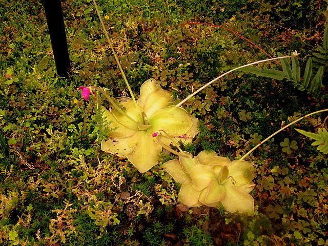 [Foto de planta, jardin, jardineria]