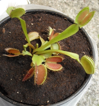 [Foto de planta, jardin, jardineria]