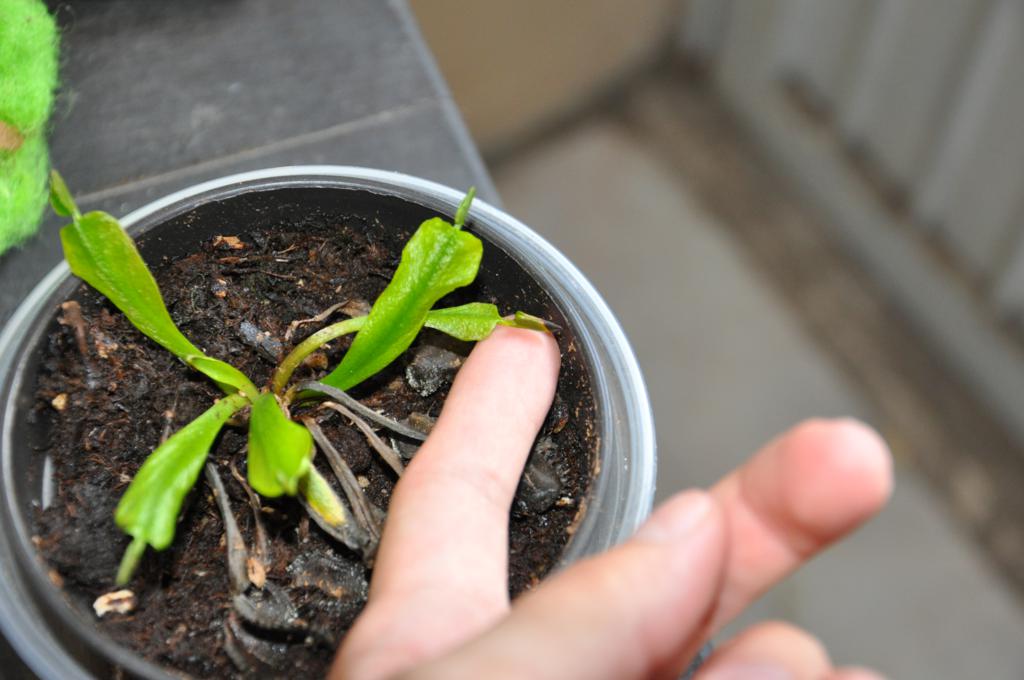 [Foto de planta, jardin, jardineria]