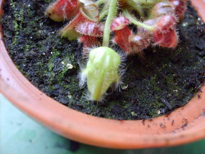 [Foto de planta, jardin, jardineria]