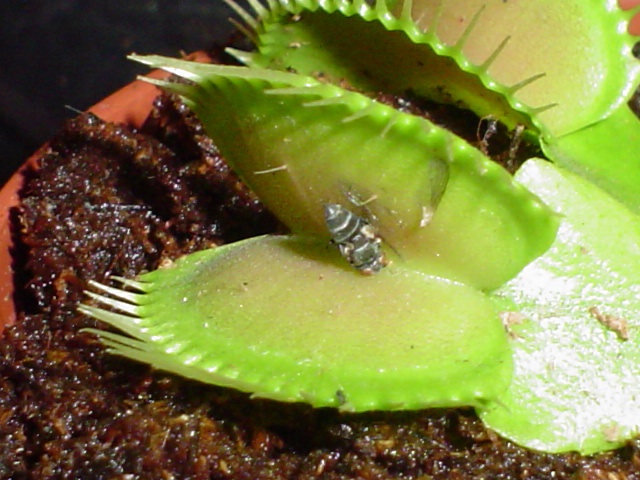 [Foto de planta, jardin, jardineria]