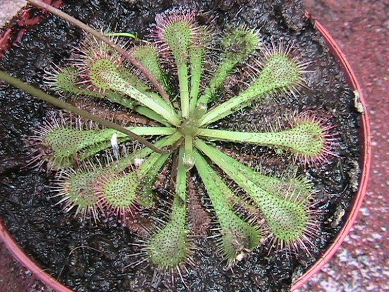 [Foto de planta, jardin, jardineria]