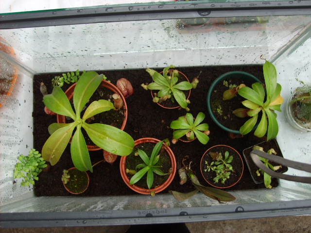 [Foto de planta, jardin, jardineria]