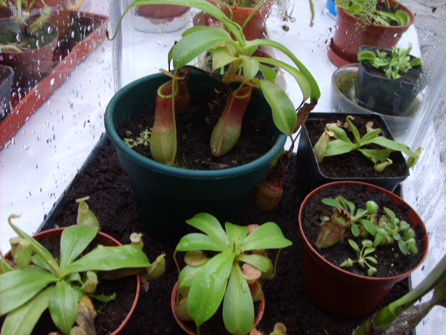 [Foto de planta, jardin, jardineria]