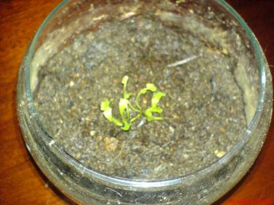 [Foto de planta, jardin, jardineria]