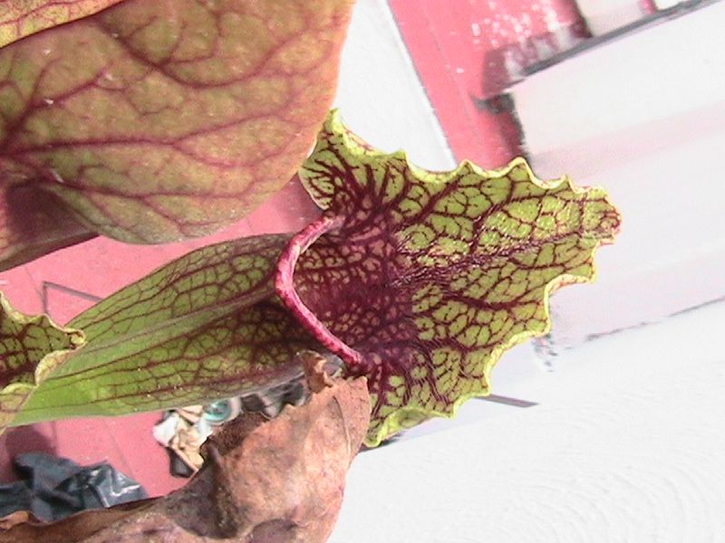 [Foto de planta, jardin, jardineria]