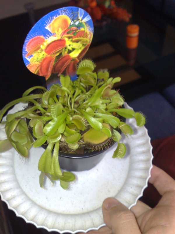 [Foto de planta, jardin, jardineria]