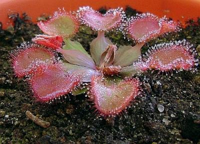 [Foto de planta, jardin, jardineria]