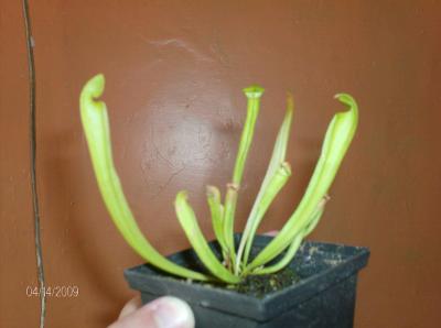 [Foto de planta, jardin, jardineria]