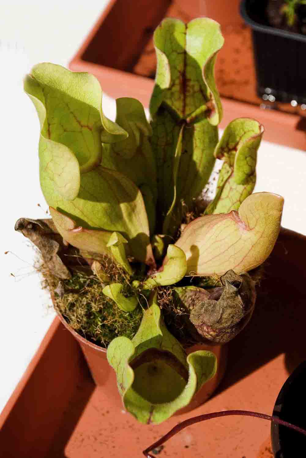 [Foto de planta, jardin, jardineria]