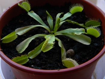 [Foto de planta, jardin, jardineria]