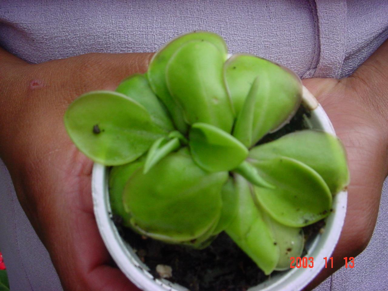 [Foto de planta, jardin, jardineria]
