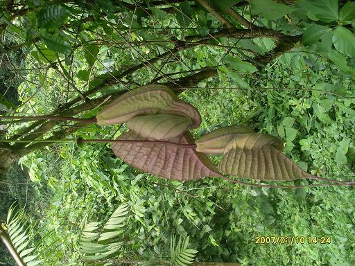 [Foto de planta, jardin, jardineria]