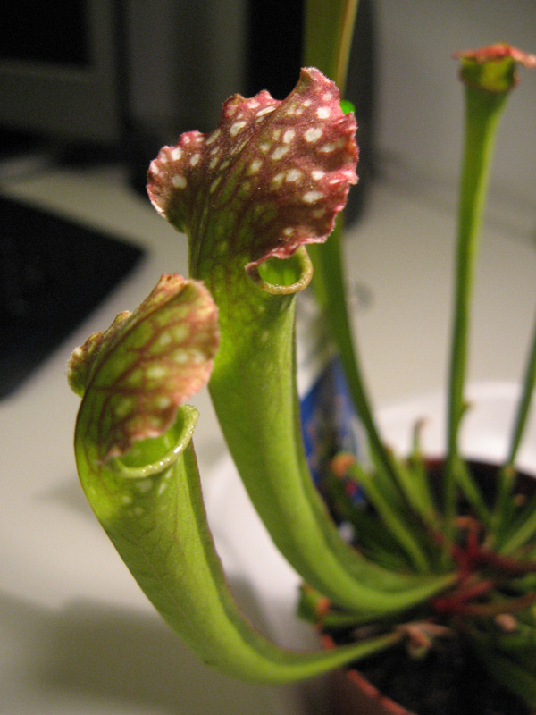 [Foto de planta, jardin, jardineria]